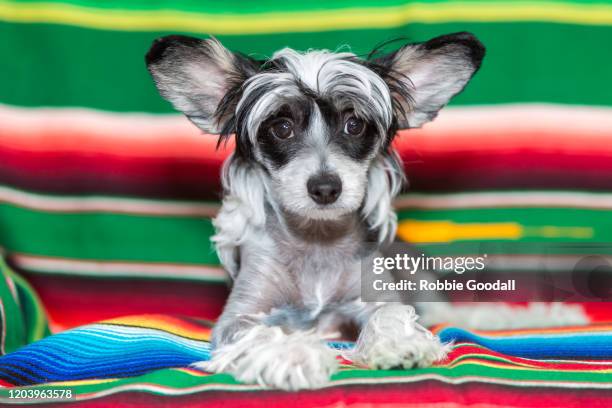 a black and white chinese crested puppy on a multi coloured backdrop looking at the camera - cão chinês de crista imagens e fotografias de stock