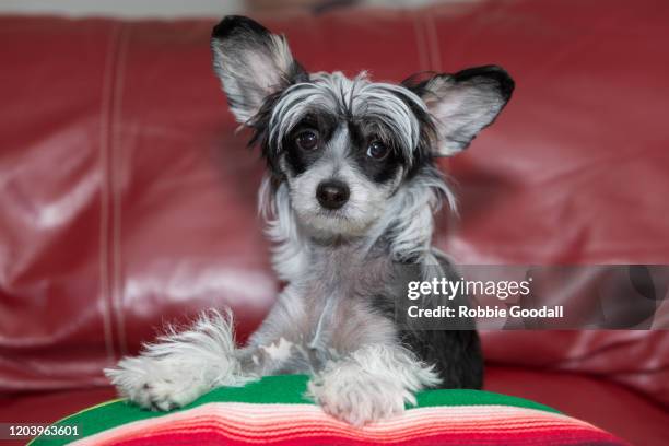 a black and white chinese crested puppy on a red backdrop looking at the camera - cão chinês de crista imagens e fotografias de stock