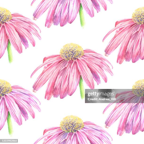 ilustrações de stock, clip art, desenhos animados e ícones de echinacea flower seamless pattern vector watercolor iillustration - seamless flower aquarel