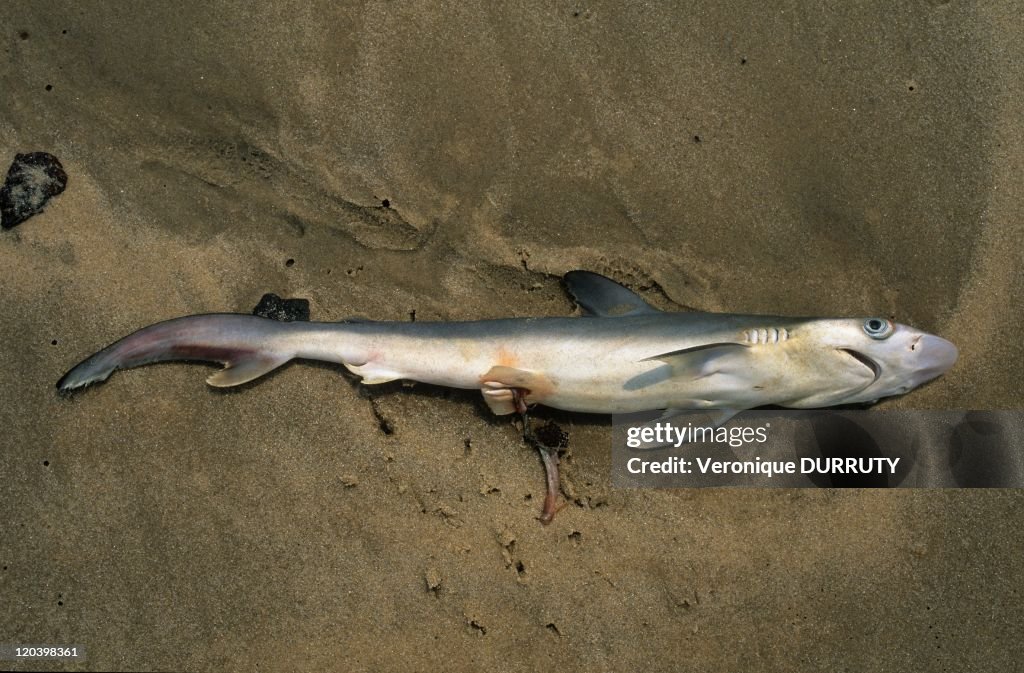 Dead Little Shark On Pointe Noire Beach In Congo -