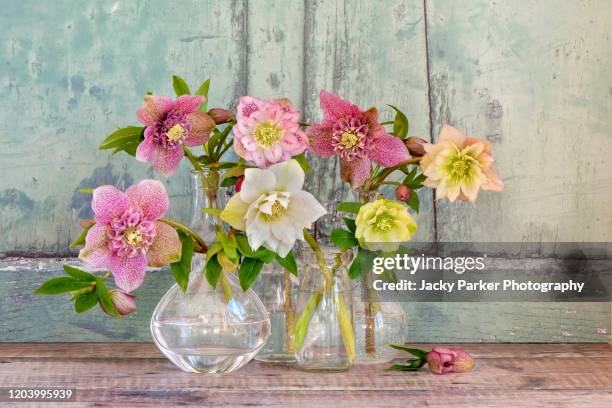 close-up, still-life image of a collection of pretty spring hellebore flowers also known as lenten roses with rustic background - bouquet de fleurs photos et images de collection
