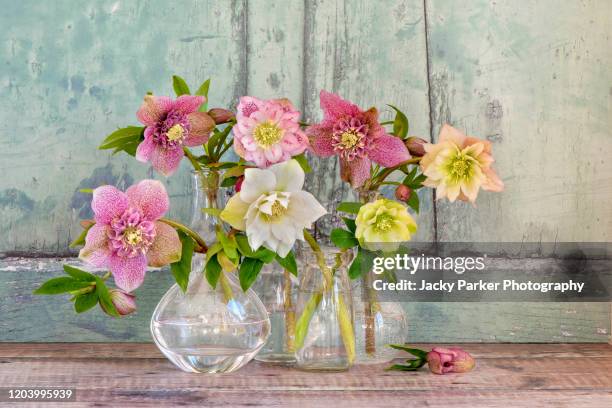 close-up, still-life image of a collection of pretty spring hellebore flowers also known as lenten roses with rustic background - ranunculus stock pictures, royalty-free photos & images