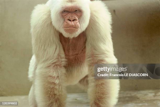 193 Albino Monkey Photos and Premium High Res Pictures - Getty Images 193 Albino Monkey Photos and Premium High Res Pictures - Getty Images