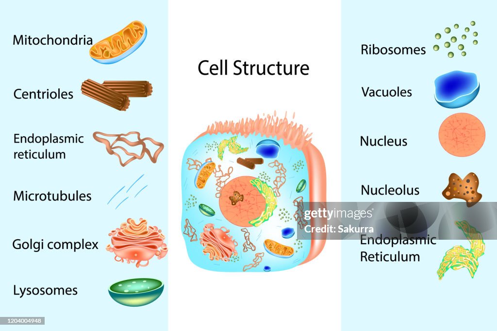 Inner Cell Discription Structure And Components Of Human Cell Showing The Inner Structure Of ...