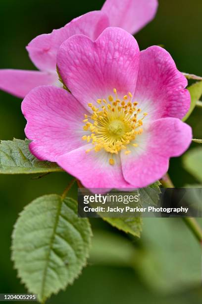 close-up image of the beautiful pink rosa canina, commonly known as the dog rose wild flower - ca nina stock pictures, royalty-free photos & images