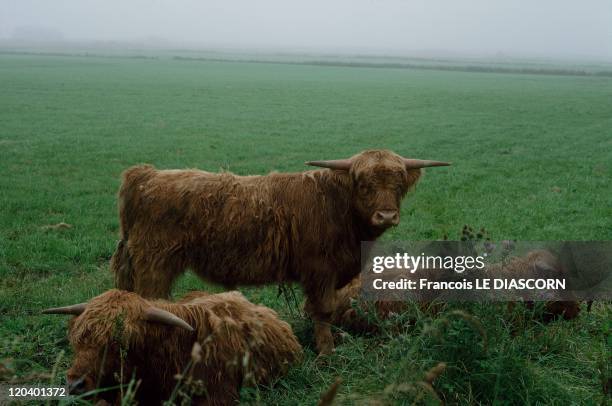 Thurso, Scotland, United Kingdom - Shaggy Bulls or Highland cattle, found in the Scottish Highlands.