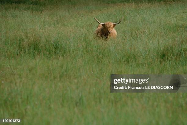 Thurso, Scotland, United Kingdom - Shaggy Bulls or Highland cattle, found in the Scottish Highlands.