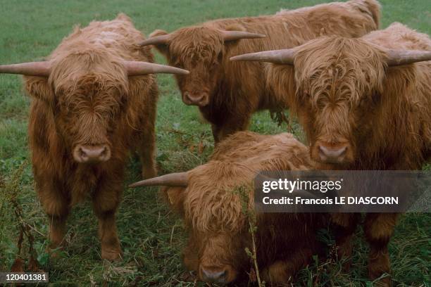 Thurso, Scotland, United Kingdom - Shaggy Bulls or Highland cattle, found in the Scottish Highlands.