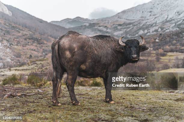 water buffalo (bubalus bubalis) looking at camera - kérabau photos et images de collection