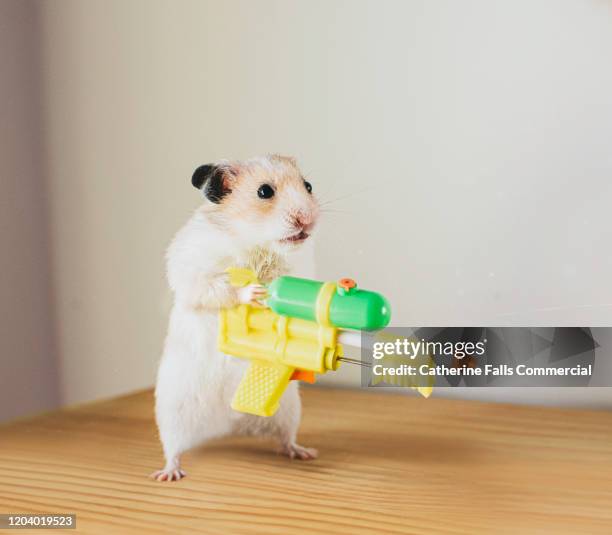 hamster with a watergun - feuerwaffen abzug stock-fotos und bilder