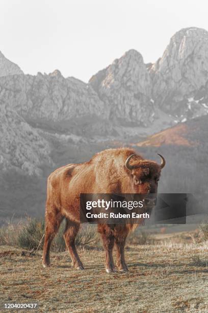 female european bison full length with mountain landscape - bison meat stock pictures, royalty-free photos & images