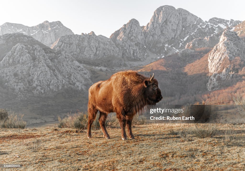 Bison Bonasus, Female European Bison in mountains