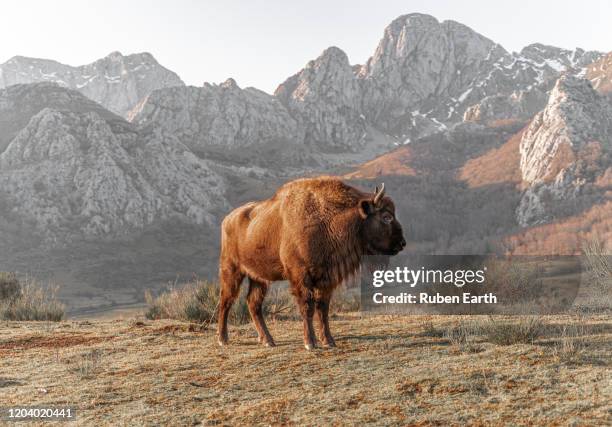 bison bonasus, female european bison in mountains - レオン県 ストックフォトと画像