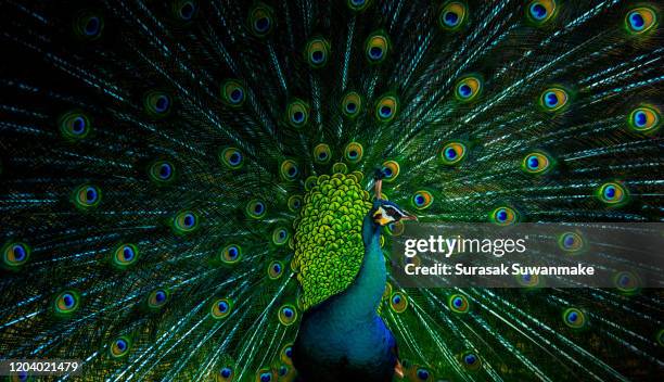 male peacock dancing gracefully and colorful - pavone foto e immagini stock