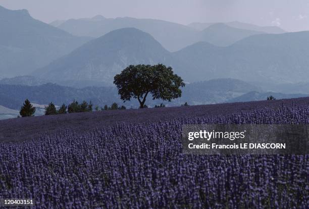 Vercors, France - Spur of the Vercors seen from the village of Jansac . View from the South France.