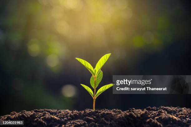 planting seedlings young plant in the morning light on nature background - land photos et images de collection