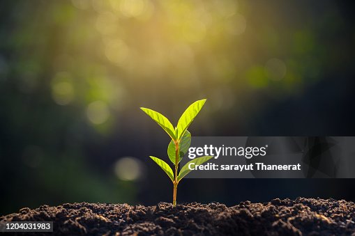 Planting seedlings young plant in the morning light on nature background Planting seedlings young plant in the morning light on nature background