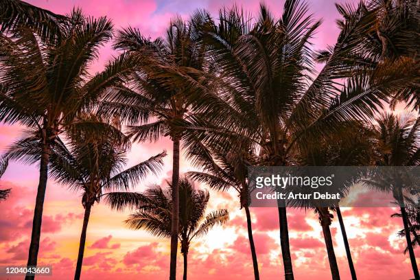 stunning sunrise sky in beach of miami and palm trees. - low angle view of silhouette palm trees against sky stock pictures, royalty-free photos & images