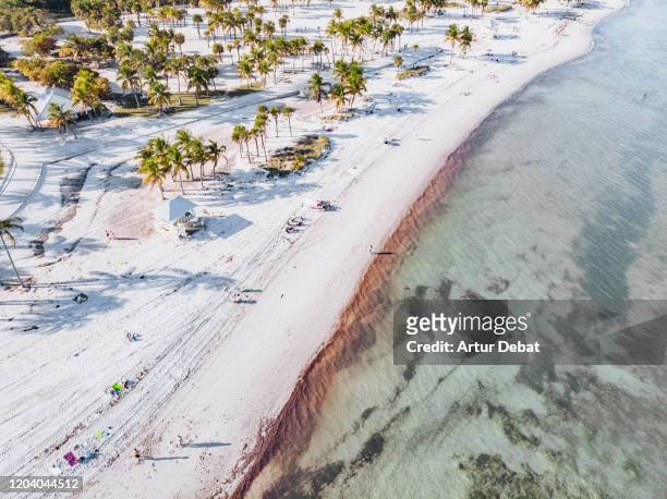 drone view of the key biscayne beach with white sand and transparent water. - cayo biscayne fotografías e imágenes de stock