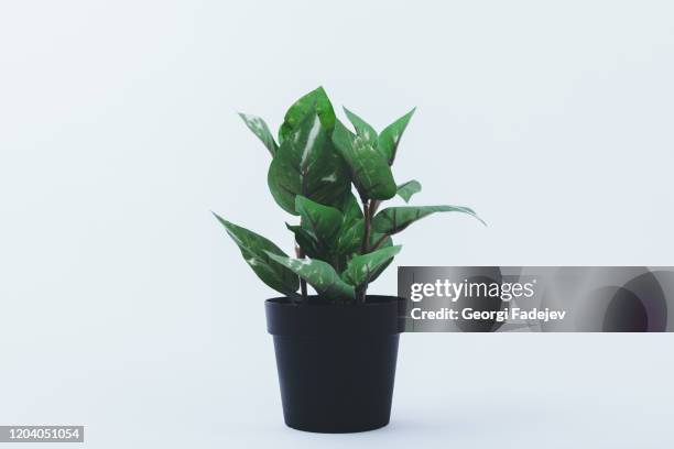 beautiful flowerpot isolated on white background. with copy space for texts, perfect for wallpaper. for designer use. pastel color. - big flower background stock-fotos und bilder