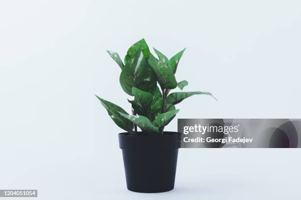 beautiful flowerpot isolated on white background. with copy space for texts, perfect for wallpaper. for designer use. pastel color. - dracena plant - fotografias e filmes do acervo