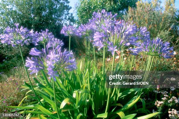 Exotic garden in Roscoff, France - Blue agapanthu, perennial umbellatus.