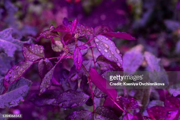 creative tropic purple leaves layout. supernatural concept. flat lay. ultra violet colors. - ultraviolett stock-fotos und bilder