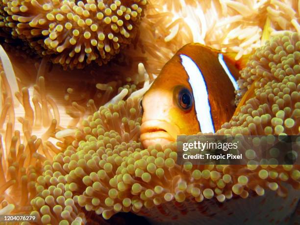 clown fish in sea anemone macro - cairns aquarium stock pictures, royalty-free photos & images