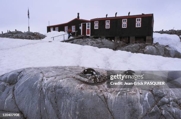 Tourism In Antarctica - British base of Port Locroy built in 1944 on Wiencke island-a men and a woman live there and work on the museum and the post...