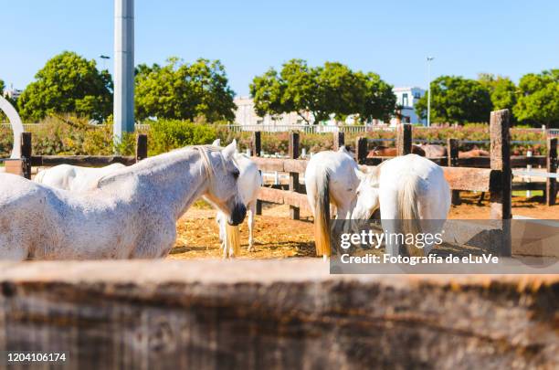 white horses - jerez de la frontera stock pictures, royalty-free photos & images