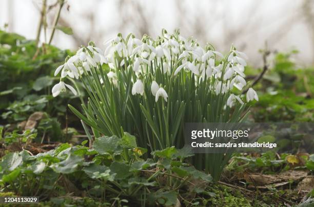 beautiful snowdrops, galanthus, growing in woodland in winter in the uk. - snowdrops stockfoto's en -beelden