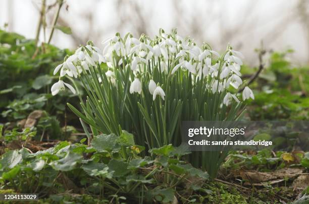 beautiful snowdrops, galanthus, growing in woodland in winter in the uk. - snowdrop bildbanksfoton och bilder