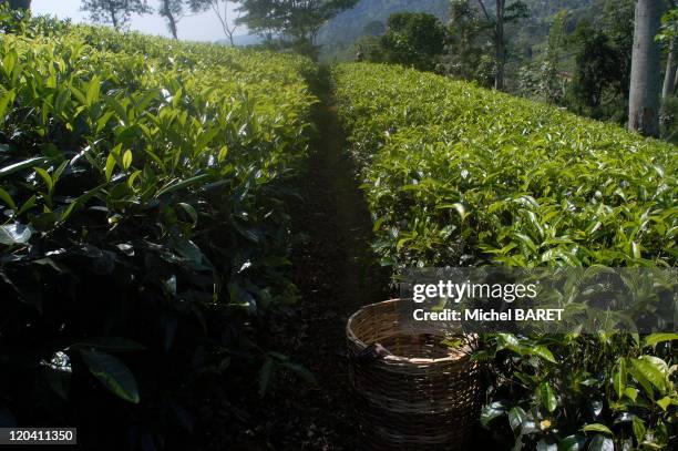 Sri Lanka in December, 2004 - Tea plantation. Sri Lanka is the third largest producer of tea and the first exporter.