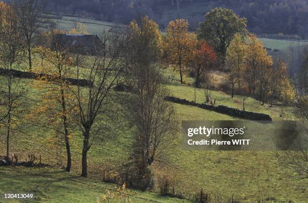 Blague valley, Ariege, Pyrenees, France - Grazing at the foot of Agert.