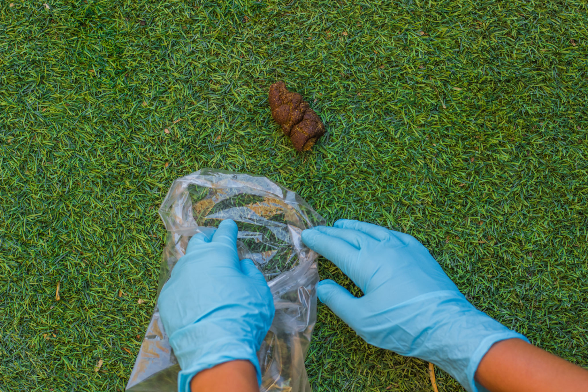 dog poop removal