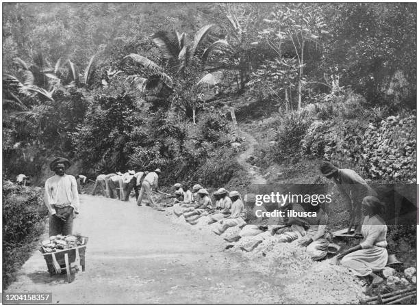 ilustraciones, imágenes clip art, dibujos animados e iconos de stock de fotografía antigua del imperio británico: gente que trabaja en jamaica - imperio británico