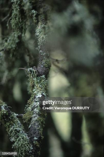 Oakmoss Ans Ither Lichens, Middle Atlas, in Morocco - Oakmoss, also known as Evernia prunastri, is a type of lichen used extensively in modern...