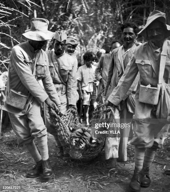Tiger hunting in Mysore, India in the 1950s - A dead tiger carried by a group of beaters and servants of the Maharadja's palace in the province of...