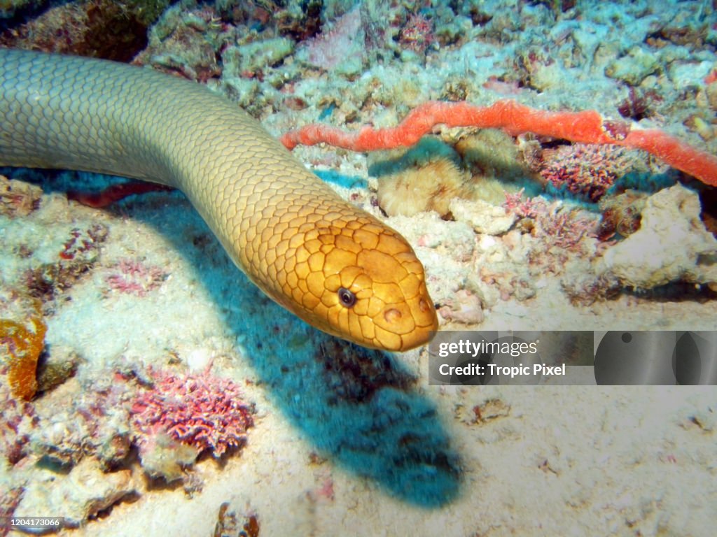 Olive Sea Snake darting along sea floor