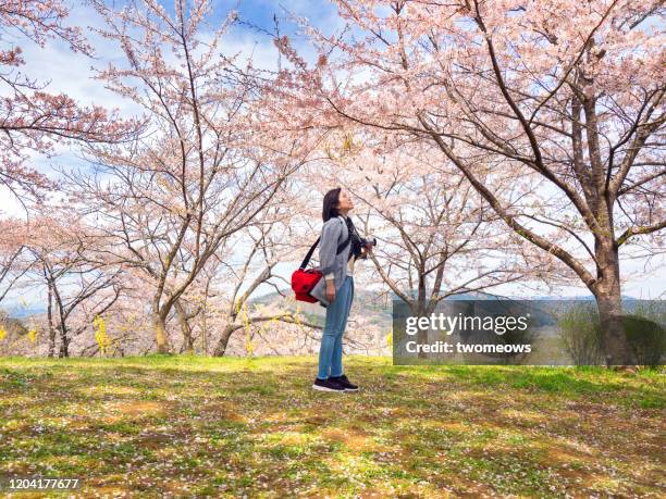 one women tourist in cherry blossom festival japan. - hanami stockfoto's en -beelden