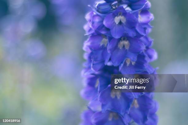 blue delphinium flowers - delphinium stock pictures, royalty-free photos & images