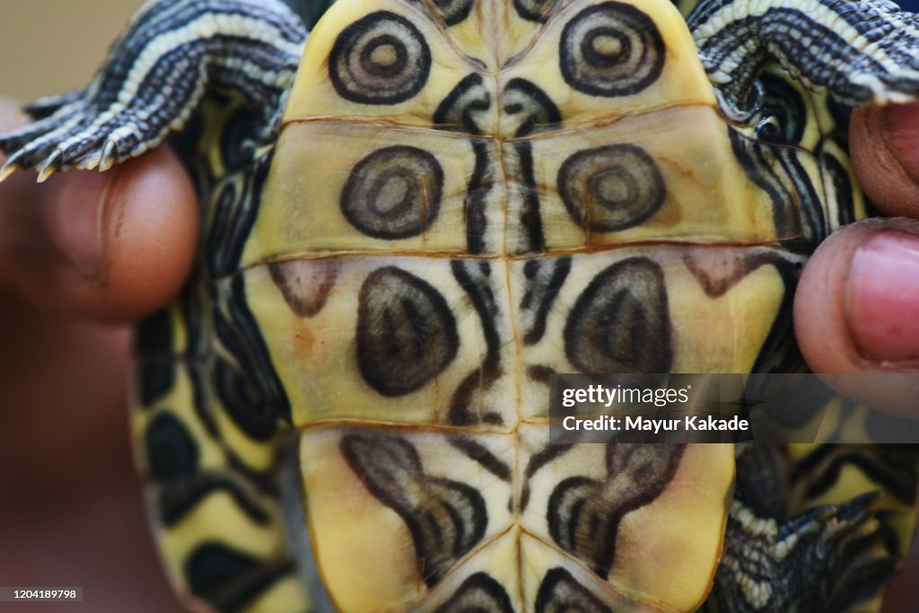 Lower section of red eared slider turtle