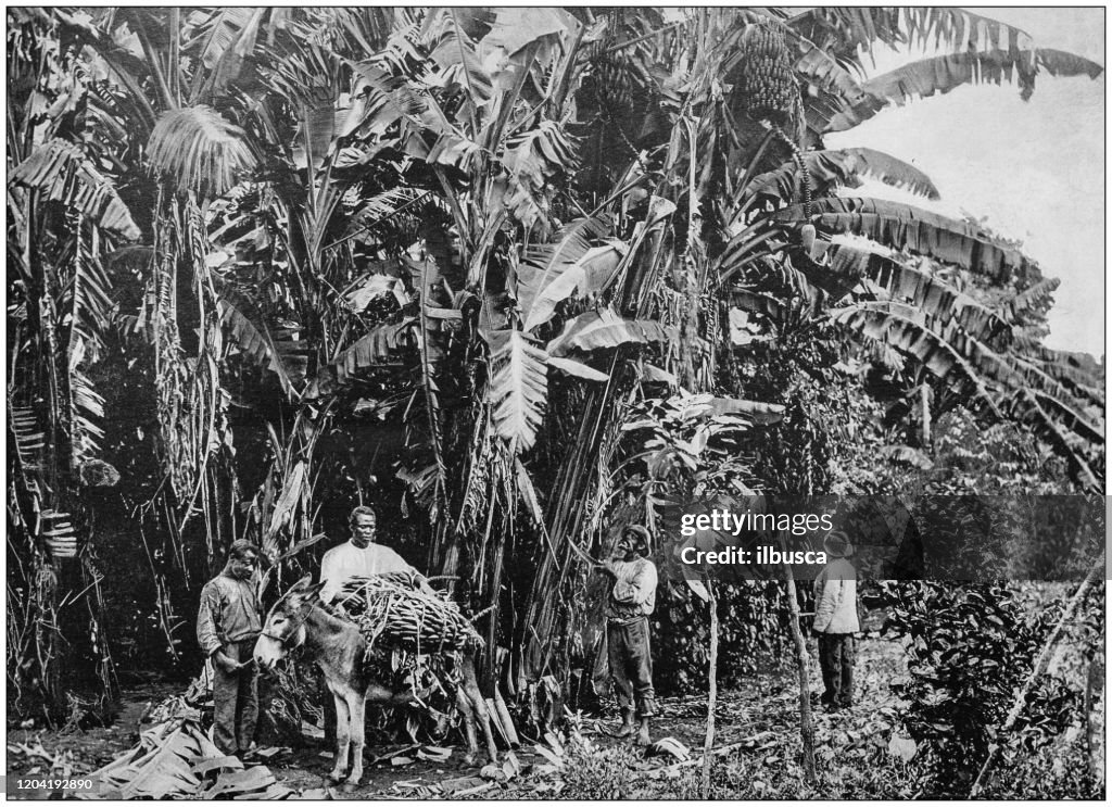 Antique photograph of the British Empire: Harvesting Bananas in Jamaica