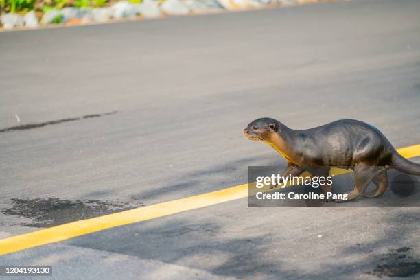 smooth-coated otters (lutrogale perspicillata) crossing pedestrian pathway. - cute otter stock pictures, royalty-free photos & images