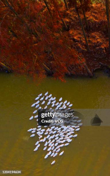 Ariel view of a flock of geese on a lake beside a dawn redwood forest on December 13, 2019 in Suqian, Jiangsu Province of China.