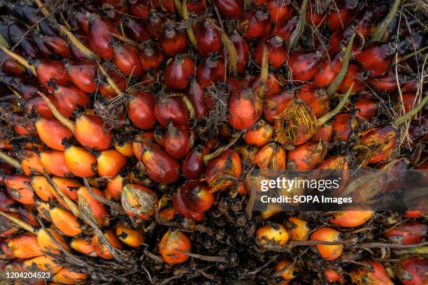 Palm oil fruits after being loaded by workers at a business shelter in Geredong Pasee. Indonesia's chief economic minister, Airlangga Hartarto, said...