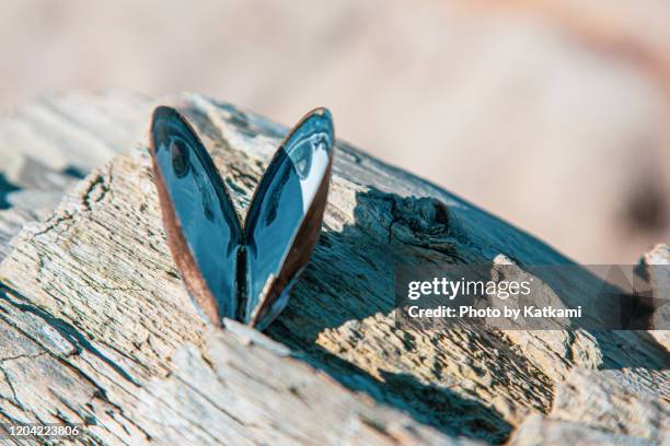 blue heart or butterfly shaped oyster shell on a piece of beach driftwood - sea shells stock pictures, royalty-free photos & images