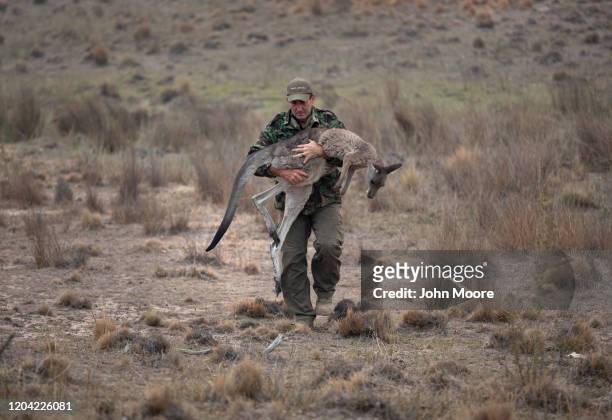 Animal rescuer Marcus Fillinger carries a bushfire burned kangaroo on February 4, 2020 in Peak View, Australia. The dart gun specialist had...