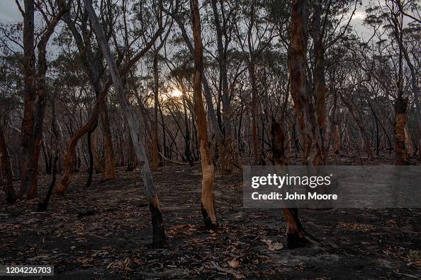 The Survivors: Saving Australian Wildlife Following Fires And Drought The Survivors: Saving Australian Wildlife Following Fires And Drought