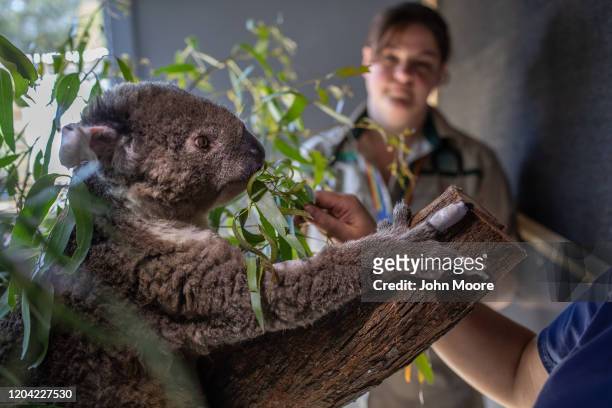 Veterinarians try to persuade koala Frankie, who's ears and fingers were burned in a recent bushfire to eat eucalyptus leaves at the Australian...